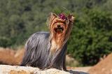 YORKSHIRE TERRIER 522
